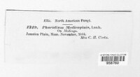 Pseudopeziza medicaginis image